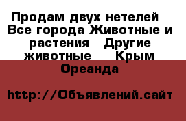 Продам двух нетелей - Все города Животные и растения » Другие животные   . Крым,Ореанда